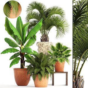 3D plants brahea edulis