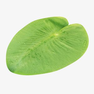 water leaf green model