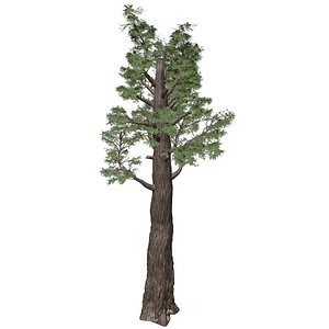 3D Giant Redwood Sequoia Tree - 08 - model