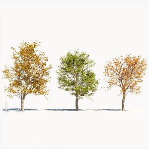 Platanus orientalis c