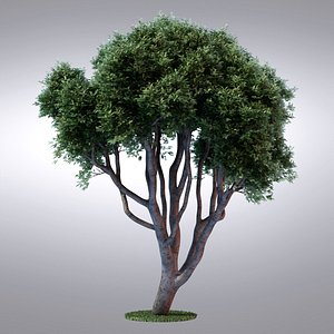 HI Realistic Series Tree - 015