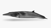 Minke whale