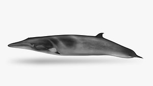 Minke whale 3D model