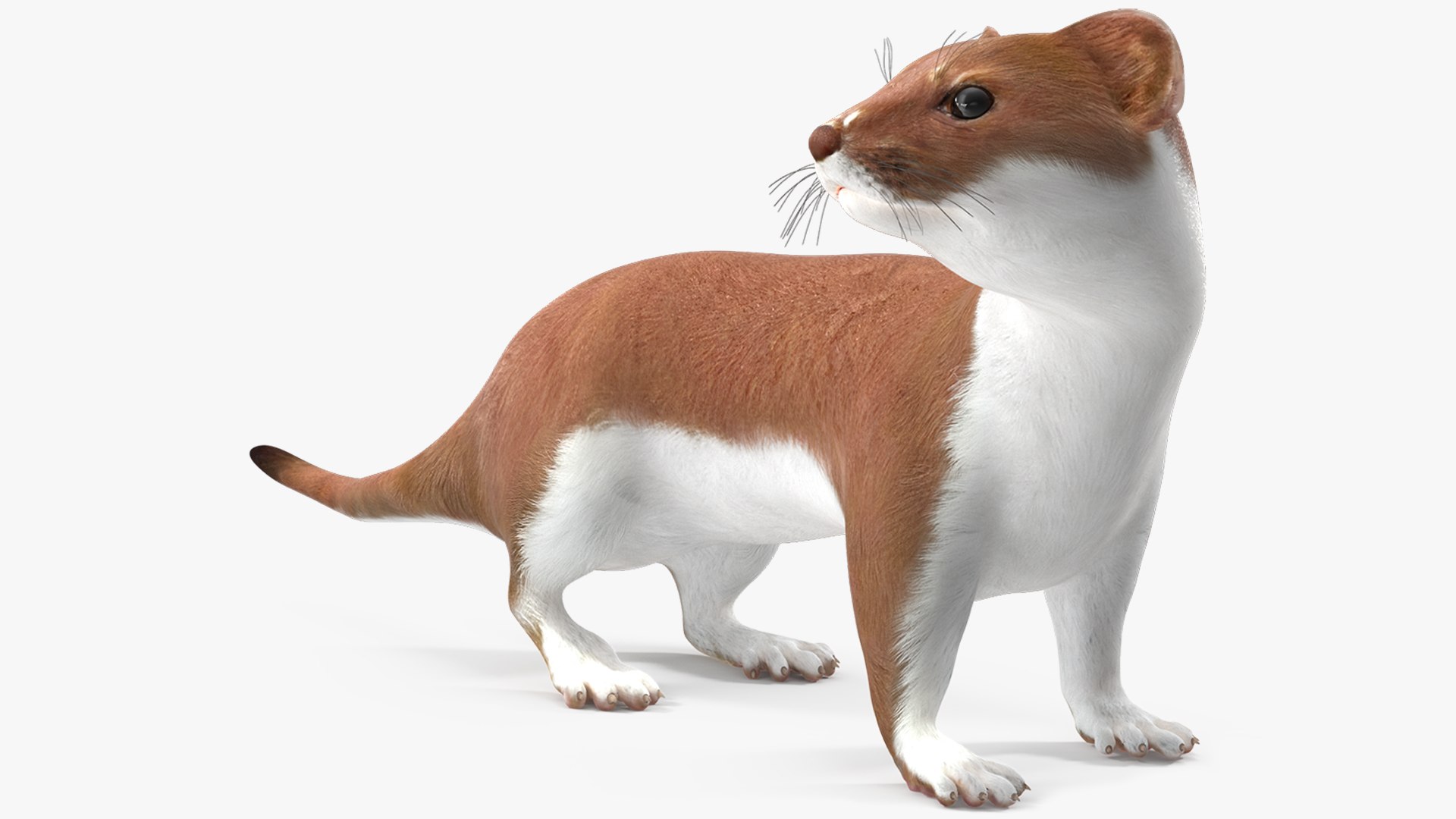 Mustela Erminea Brown Lifelike Pose model https://p.turbosquid.com/ts-thumb/p4/guoxsH/4V/mustelaermineabrownlifelikepose3dsmodel001/jpg/1711919155/1920x1080/fit_q87/b8f377a5fdbdea9dcf1457e416e5dc22770ae450/mustelaermineabrownlifelikepose3dsmodel001.jpg