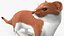 Mustela Erminea Brown Lifelike Pose model