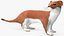 Mustela Erminea Brown Lifelike Pose model