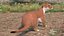 Mustela Erminea Brown Lifelike Pose model