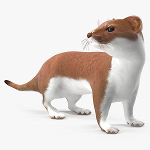 Mustela Erminea Brown Lifelike Pose