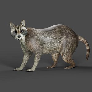Raccoon Rigged in Blender 3D