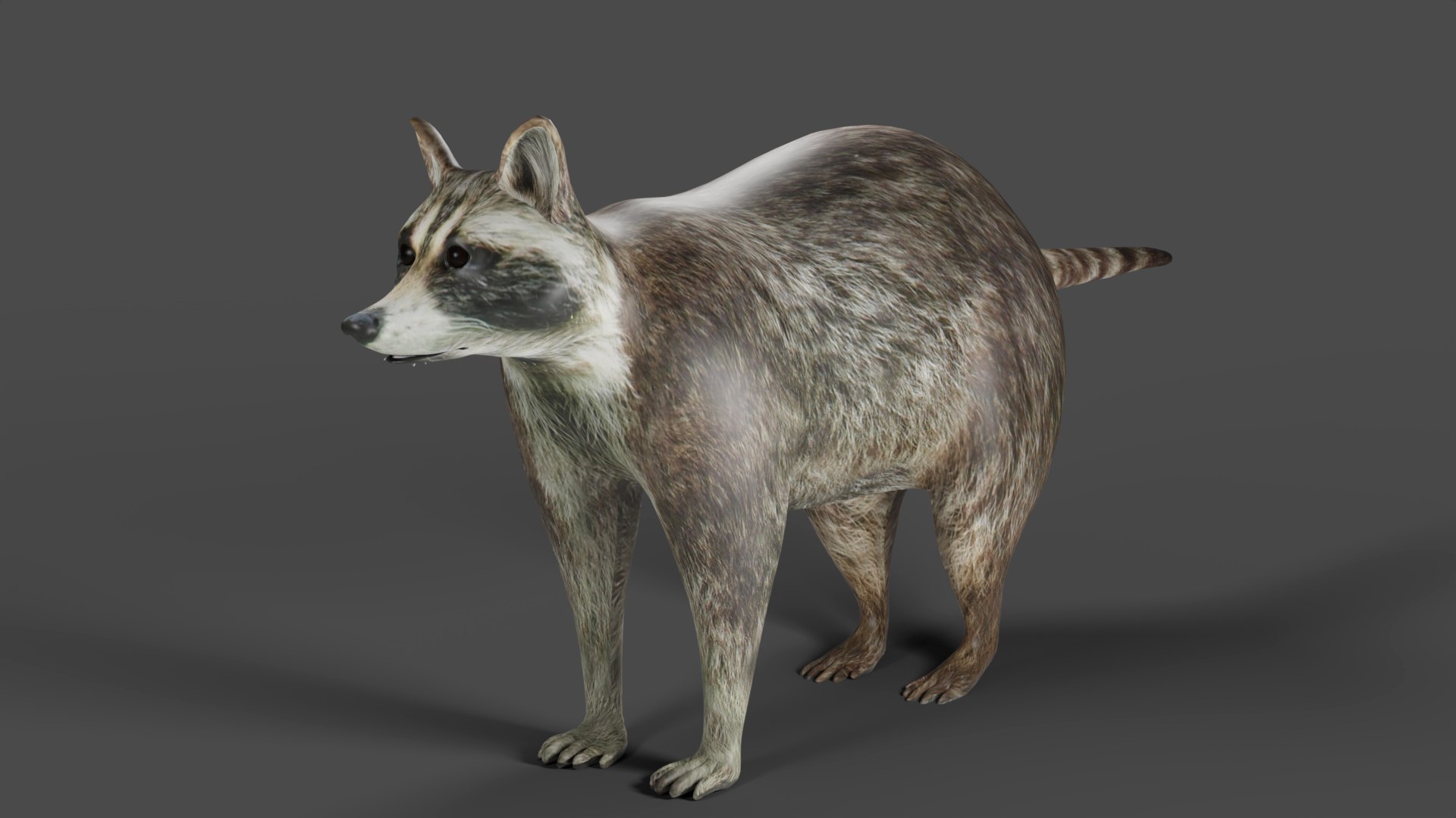 Raccoon Rigged in Blender 3D - TurboSquid 2009522