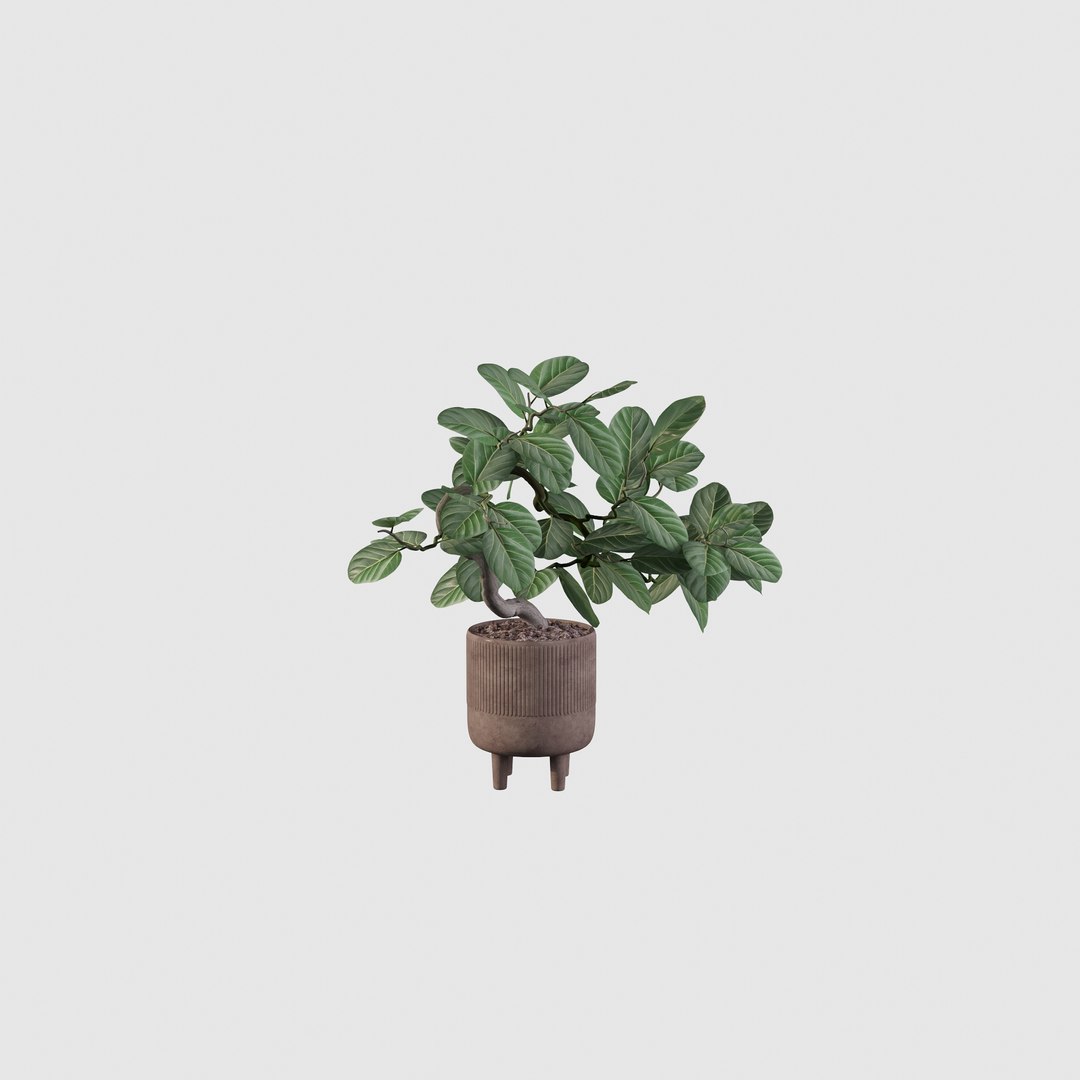 Ficus benghalensis 3D model https://p.turbosquid.com/ts-thumb/p4/yVdKTA/2i/ficus7/jpg/1654508958/1920x1080/fit_q87/eee74b4ea7891ff415f41b7964fc7c06a127781f/ficus7.jpg
