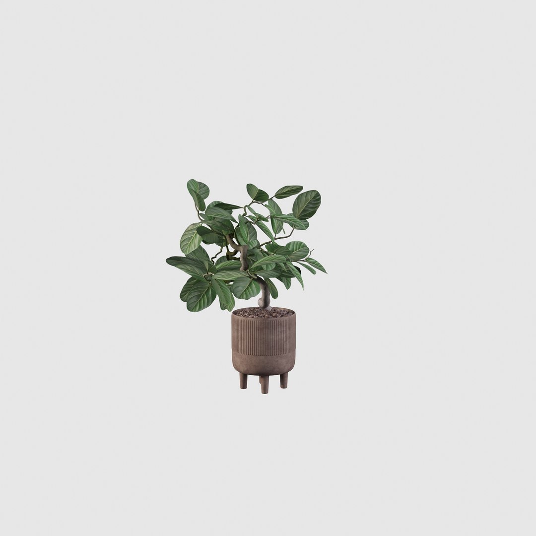 Ficus benghalensis 3D model https://p.turbosquid.com/ts-thumb/p4/yVdKTA/38/ficus10/jpg/1654508966/1920x1080/fit_q87/2158842568a892f55b8f752d5cd8d100c5bd12db/ficus10.jpg