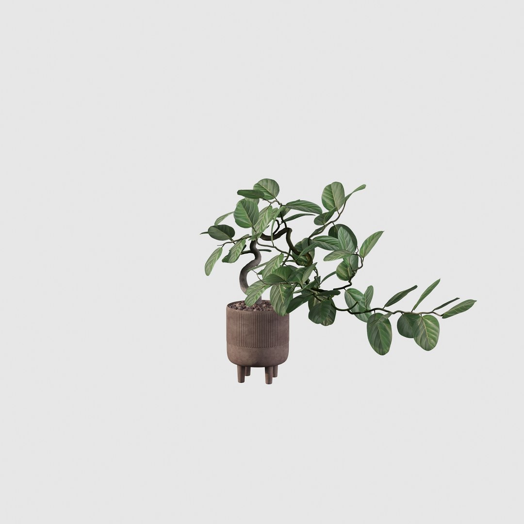Ficus benghalensis 3D model https://p.turbosquid.com/ts-thumb/p4/yVdKTA/7S/ficus20/jpg/1654508966/1920x1080/fit_q87/fca64e5bc07dc1d3e61cdec3136019442370193a/ficus20.jpg