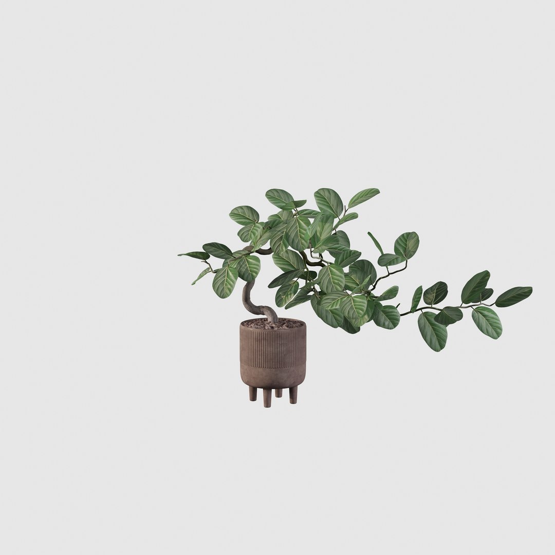 Ficus benghalensis 3D model https://p.turbosquid.com/ts-thumb/p4/yVdKTA/D6/ficus23/jpg/1654508967/1920x1080/fit_q87/014ce7dd5a3ef5a0b17315ff5a12489fb3a5be8c/ficus23.jpg