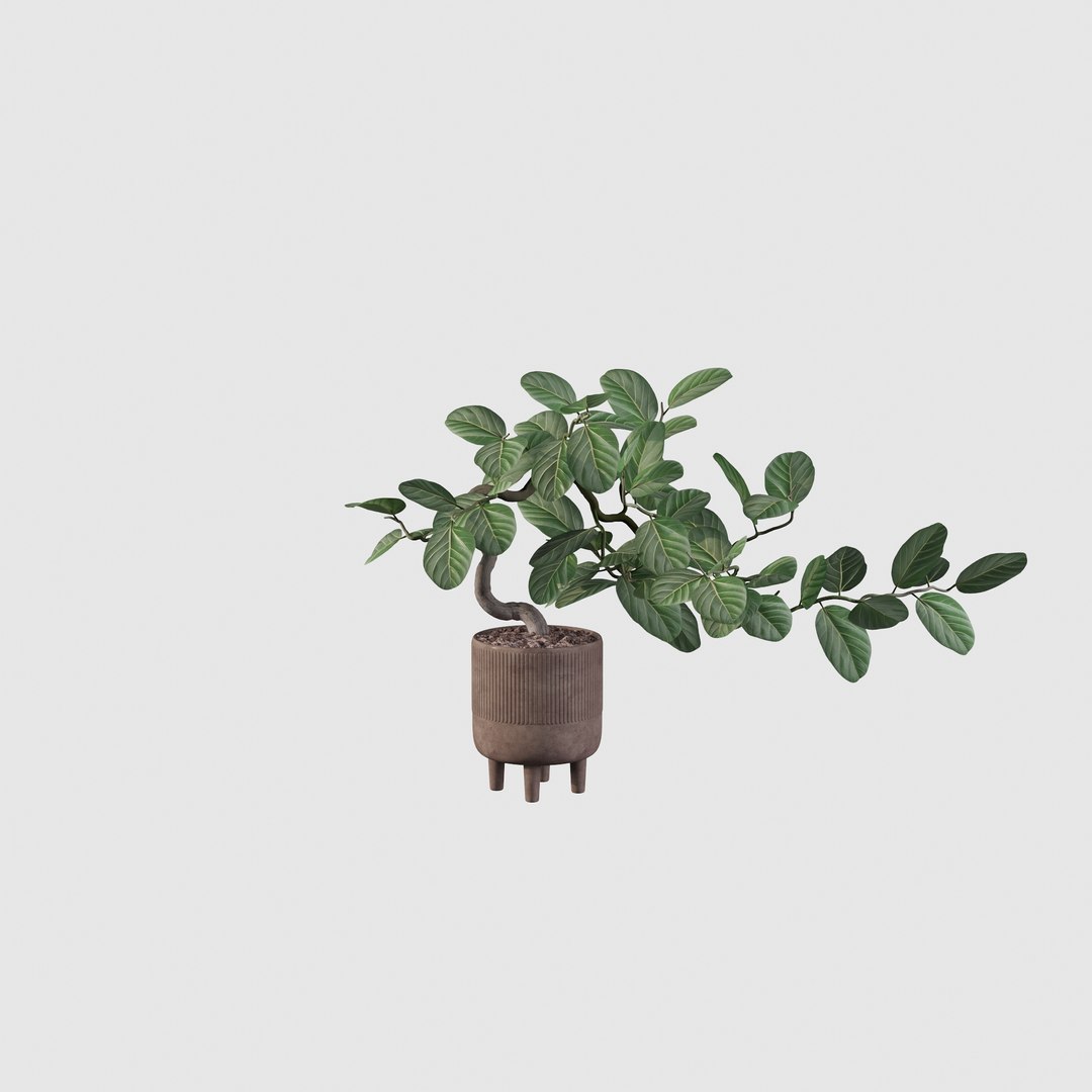 Ficus benghalensis 3D model https://p.turbosquid.com/ts-thumb/p4/yVdKTA/JD/ficus24/jpg/1654508958/1920x1080/fit_q87/821a56e0ae850748d66cdca65313f5700f68584e/ficus24.jpg