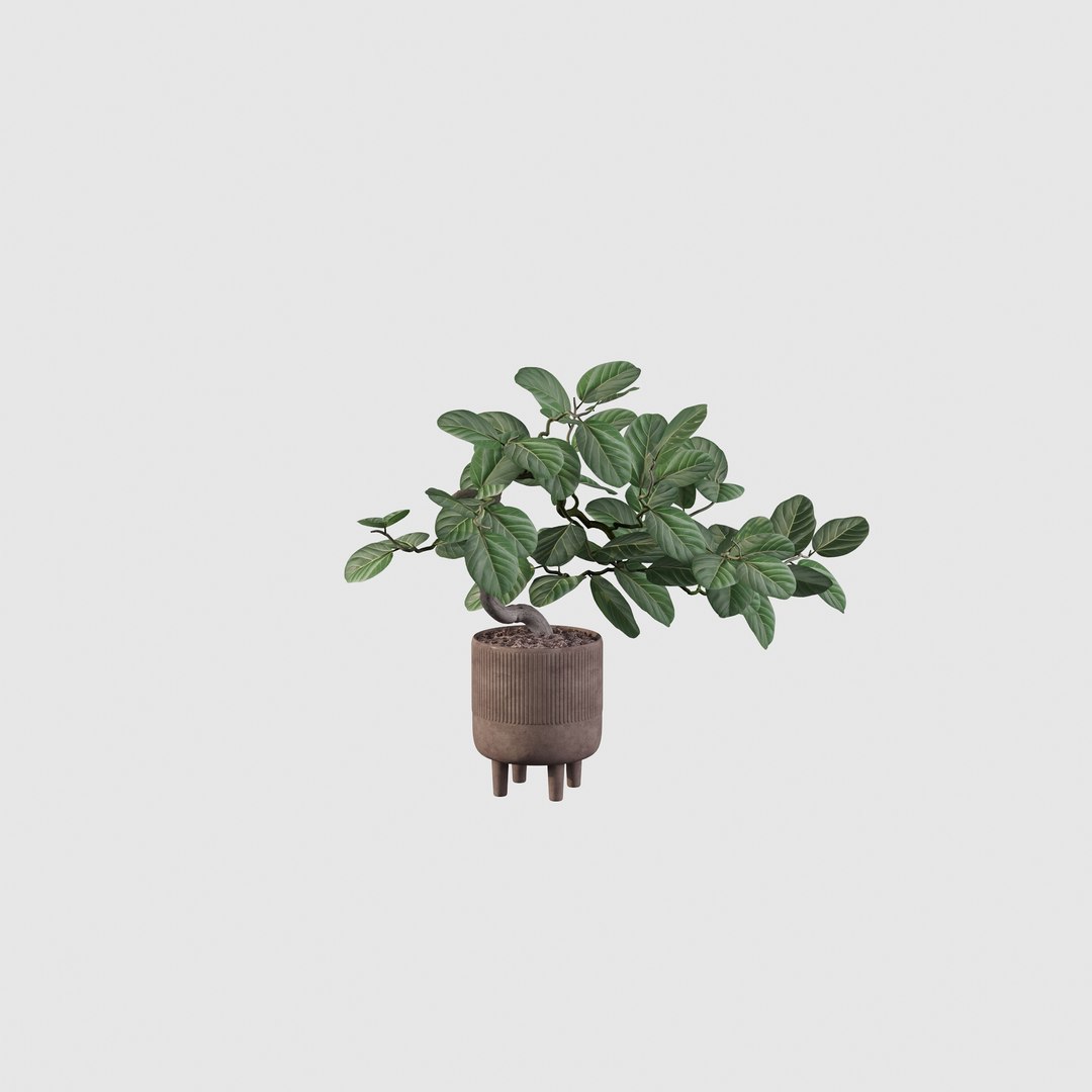 Ficus benghalensis 3D model https://p.turbosquid.com/ts-thumb/p4/yVdKTA/K1/ficus6/jpg/1654508957/1920x1080/fit_q87/b720e09a811f1e874605a22e16fd7c8820a570a2/ficus6.jpg