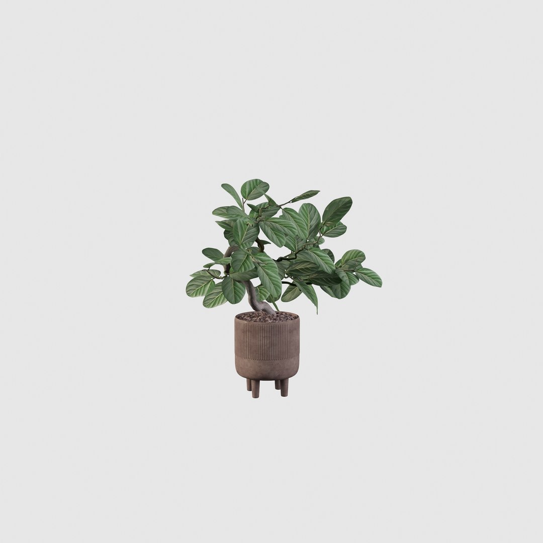 Ficus benghalensis 3D model https://p.turbosquid.com/ts-thumb/p4/yVdKTA/LR/ficus8/jpg/1654508957/1920x1080/fit_q87/c0fad3ca4569b4d0c7d0ebbbe69a3ef21cf76f9b/ficus8.jpg