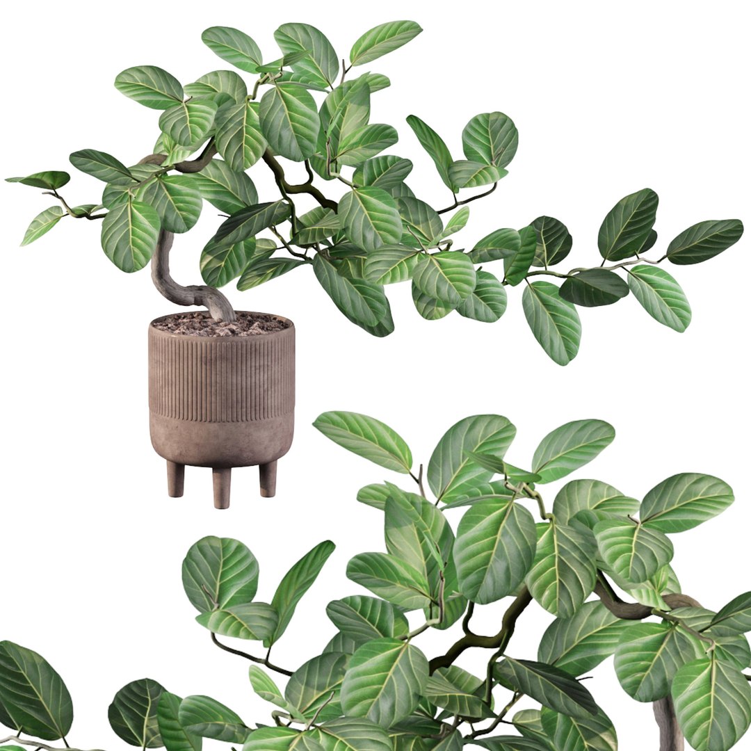 Ficus benghalensis 3D model https://p.turbosquid.com/ts-thumb/p4/yVdKTA/MG/sb_ficus_benghalensis_05_preview/jpg/1654508884/1920x1080/fit_q87/e1d01af0fb75f6bd23d3cab71592193c3498ea9e/sb_ficus_benghalensis_05_preview.jpg