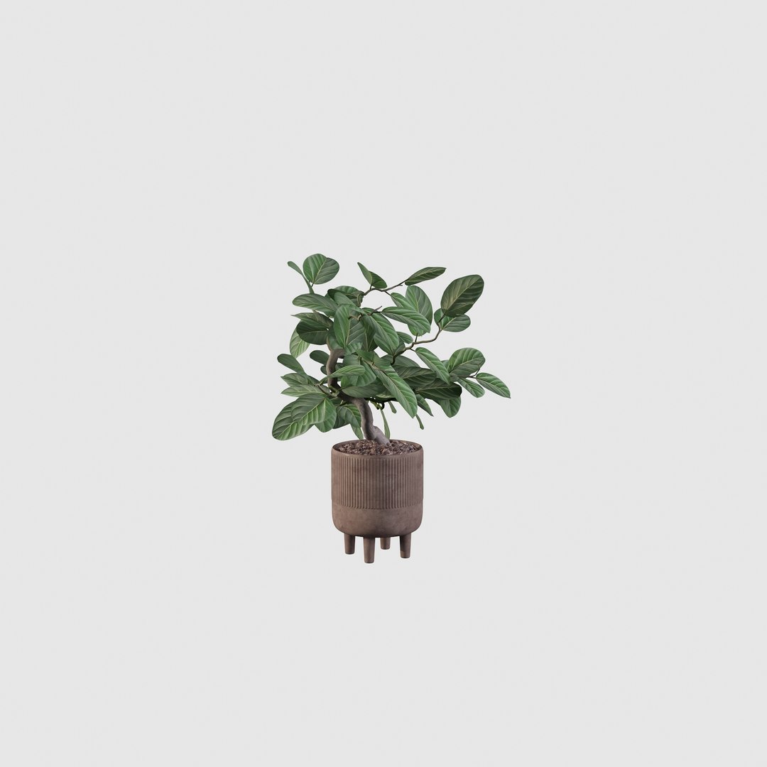 Ficus benghalensis 3D model https://p.turbosquid.com/ts-thumb/p4/yVdKTA/Zl/ficus9/jpg/1654508966/1920x1080/fit_q87/48b81e21447621e1f4050a4661a07d68219e2fc0/ficus9.jpg