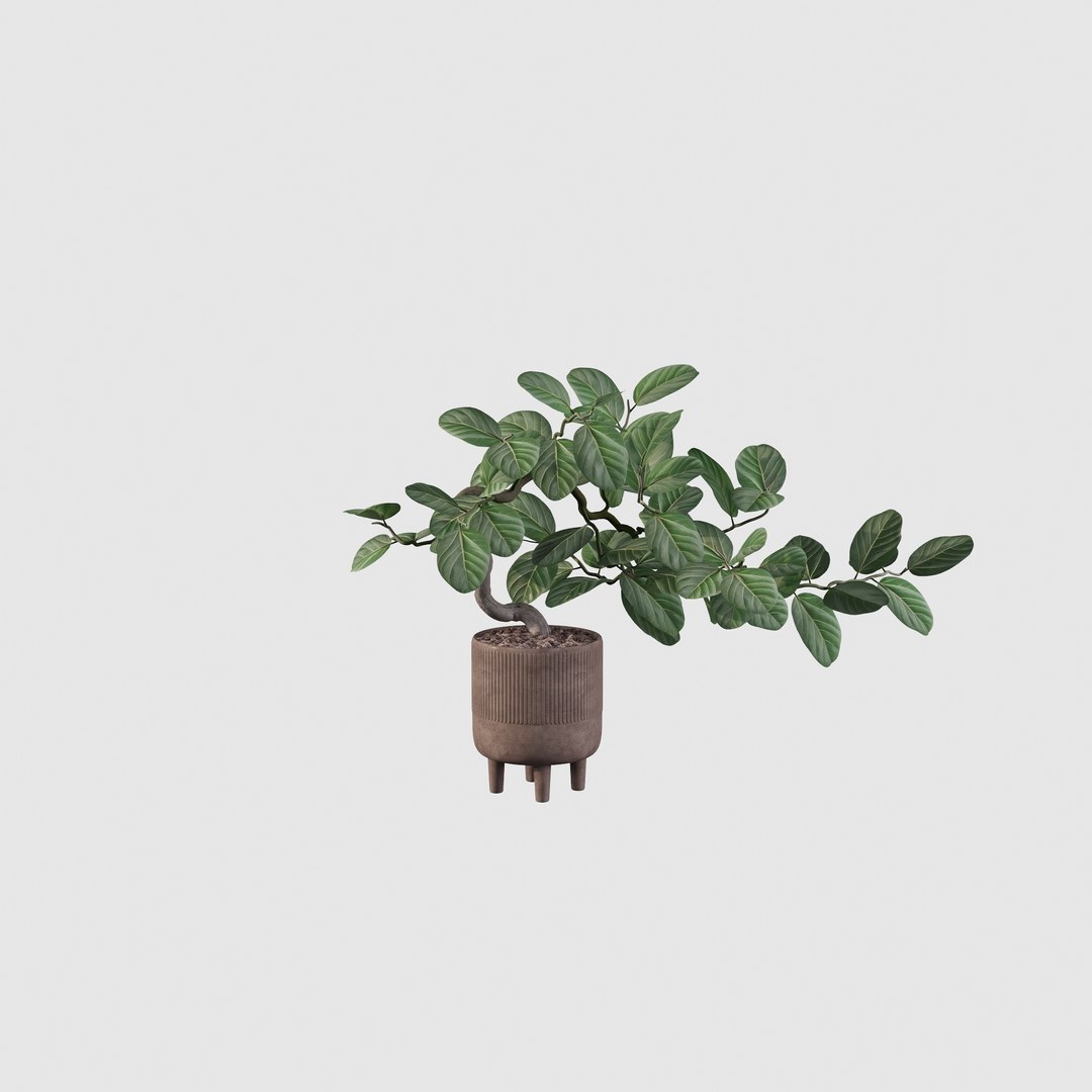 Ficus benghalensis 3D model https://p.turbosquid.com/ts-thumb/p4/yVdKTA/eD/ficus4/jpg/1654508956/1920x1080/fit_q87/4c4073440842dbeebf6f0e2f4ae2060f8d3a0de1/ficus4.jpg
