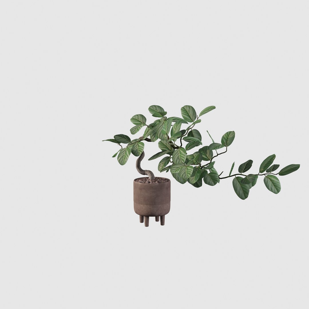 Ficus benghalensis 3D model https://p.turbosquid.com/ts-thumb/p4/yVdKTA/lf/ficus22/jpg/1654508967/1920x1080/fit_q87/4e5a469da3649fc6f074c785ef6efbb76317b195/ficus22.jpg