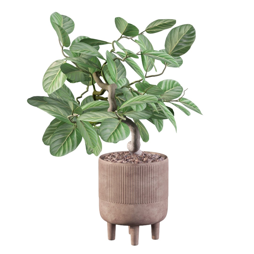 Ficus benghalensis 3D model https://p.turbosquid.com/ts-thumb/p4/yVdKTA/oz/ficusbenghalensis05b/jpg/1654508959/1920x1080/fit_q87/3546f4cddeaf1ea7b7f85521bc712f5d96084603/ficusbenghalensis05b.jpg
