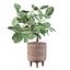 Ficus benghalensis