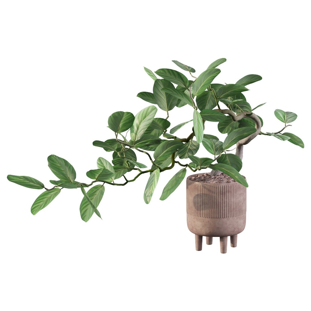 Ficus benghalensis 3D model https://p.turbosquid.com/ts-thumb/p4/yVdKTA/pN/ficusbenghalensis05c/jpg/1654508960/1920x1080/fit_q87/e0e497d986d3d4d0e387a469735427203c09c9b8/ficusbenghalensis05c.jpg