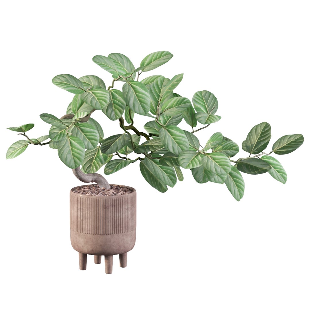 Ficus benghalensis 3D model https://p.turbosquid.com/ts-thumb/p4/yVdKTA/yx/ficusbenghalensis05a/jpg/1654508958/1920x1080/fit_q87/8a7865faab265898851e69debf7181cd0732b6ff/ficusbenghalensis05a.jpg