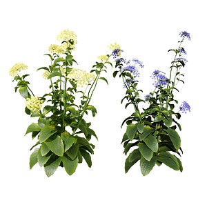 Delicate Wildflowers in Bloom 3D