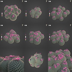 3D 2021 PBR Millers Pincushion Collection - Mammillaria Millerii