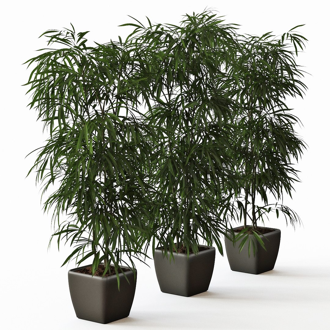 ficus alii 3D model https://p.turbosquid.com/ts-thumb/p5/QxRu2F/1K/pr_04/jpg/1614607179/1920x1080/fit_q87/a0e3f32f52aca849d067caf8774f617441f4d8a9/pr_04.jpg