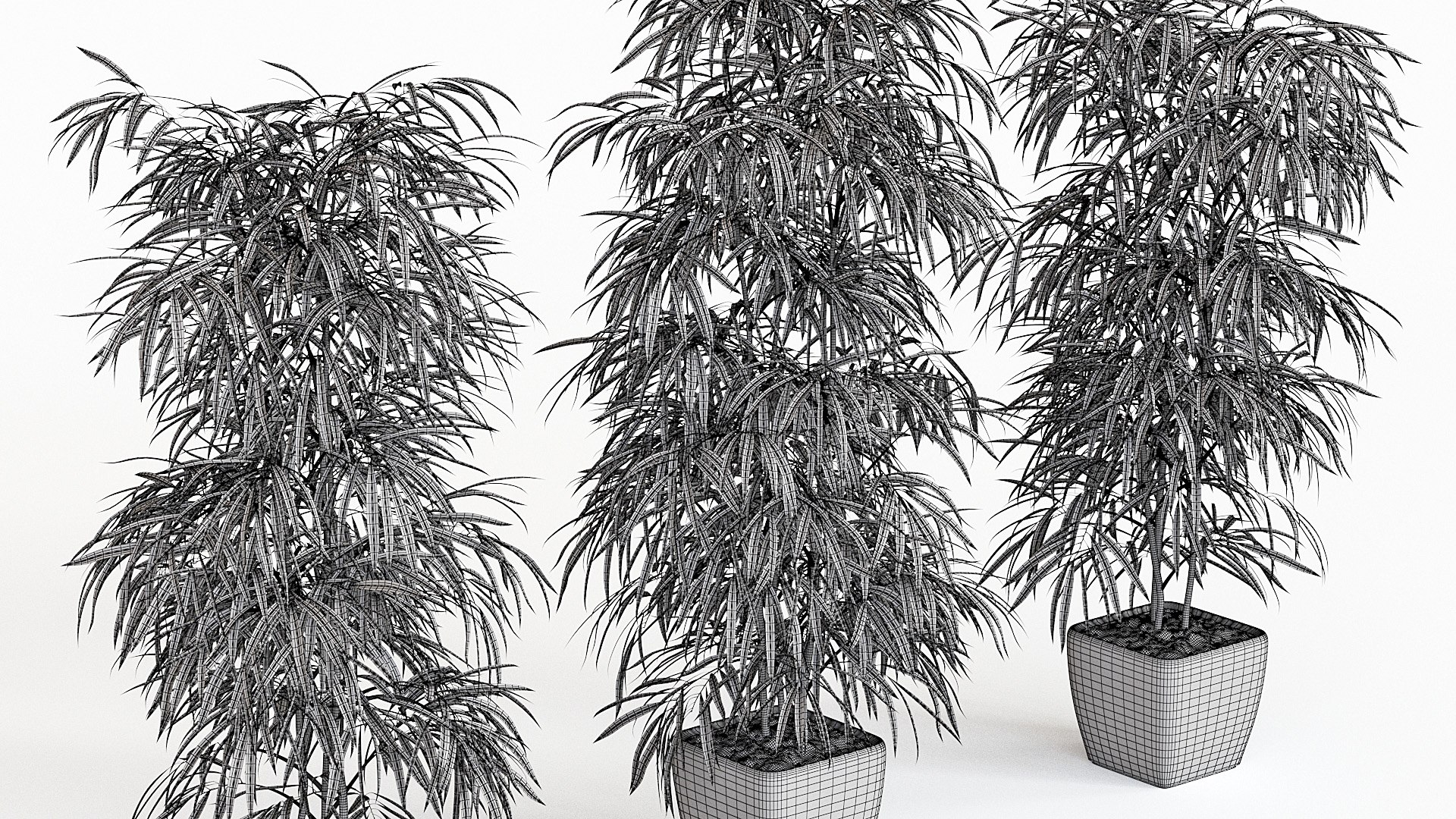 ficus alii 3D model https://p.turbosquid.com/ts-thumb/p5/QxRu2F/37/pr_16w/jpg/1614607140/1920x1080/fit_q87/55995b5f4ed173e02971abd646198381155b9392/pr_16w.jpg