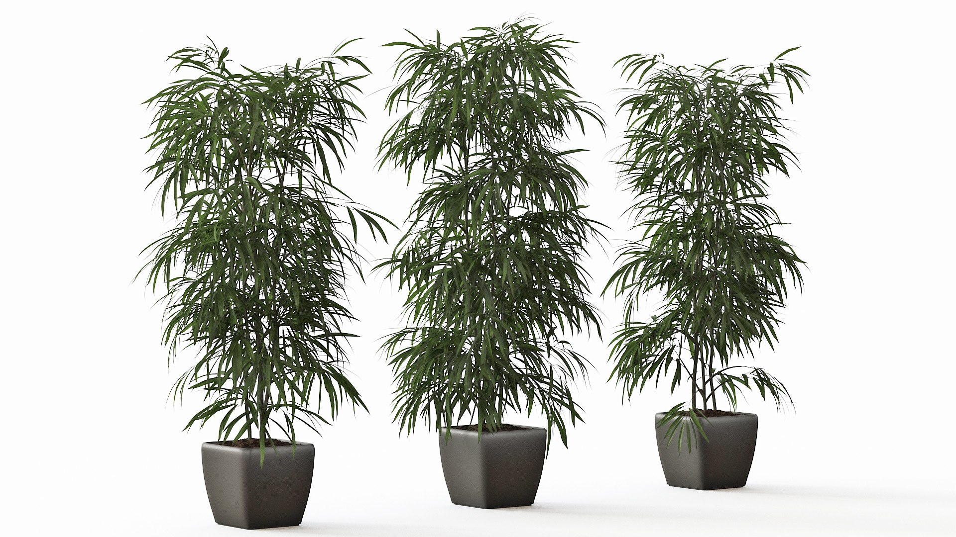 ficus alii 3D model https://p.turbosquid.com/ts-thumb/p5/QxRu2F/43/pr_14/jpg/1614607140/1920x1080/fit_q87/6682a9955ca9b8a98fe6581a9317ed3a766ee751/pr_14.jpg