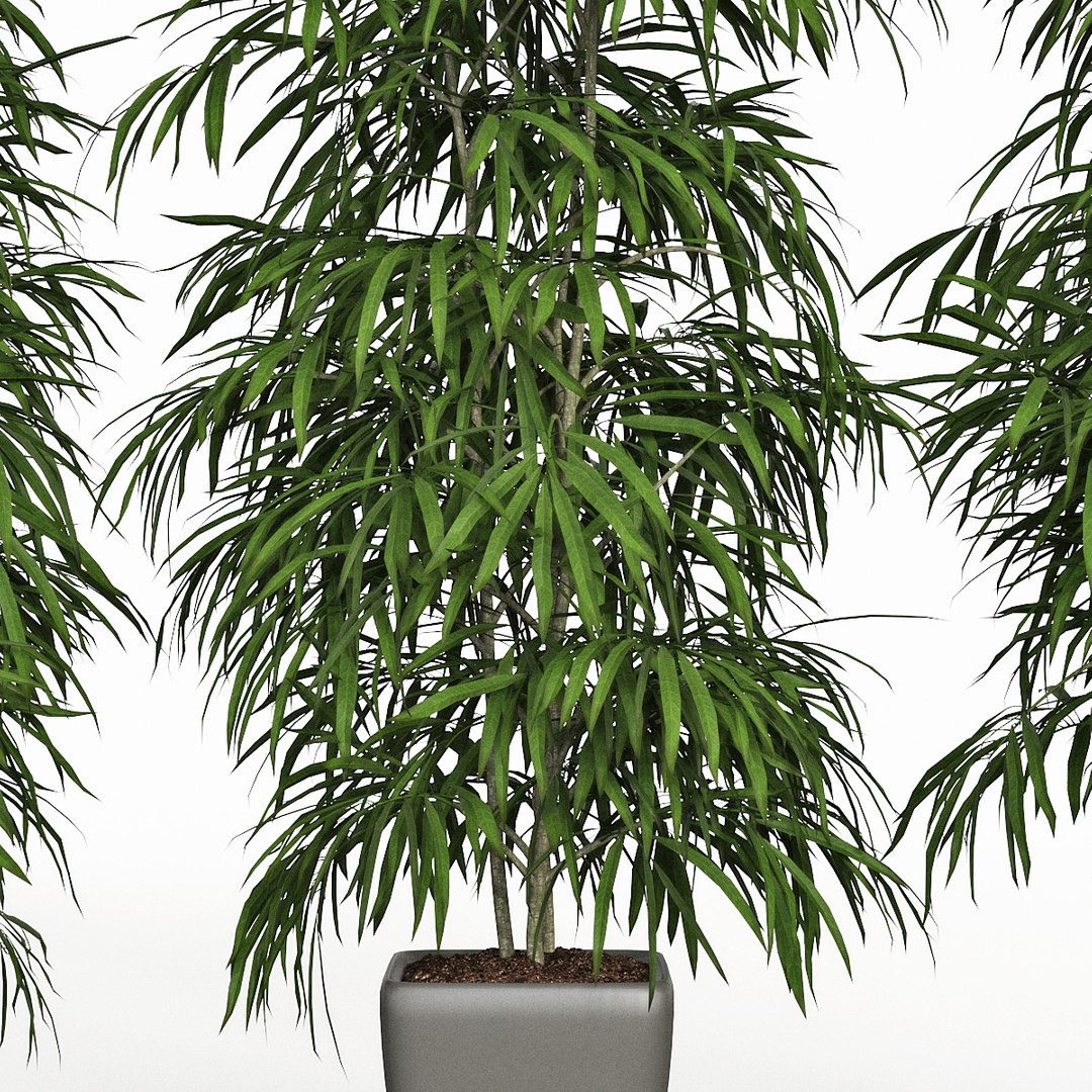 ficus alii 3D model https://p.turbosquid.com/ts-thumb/p5/QxRu2F/7b/pr_06x/jpg/1614607180/1920x1080/fit_q87/1b78d71dbddd666d7db50fe83daaf47a353254d4/pr_06x.jpg