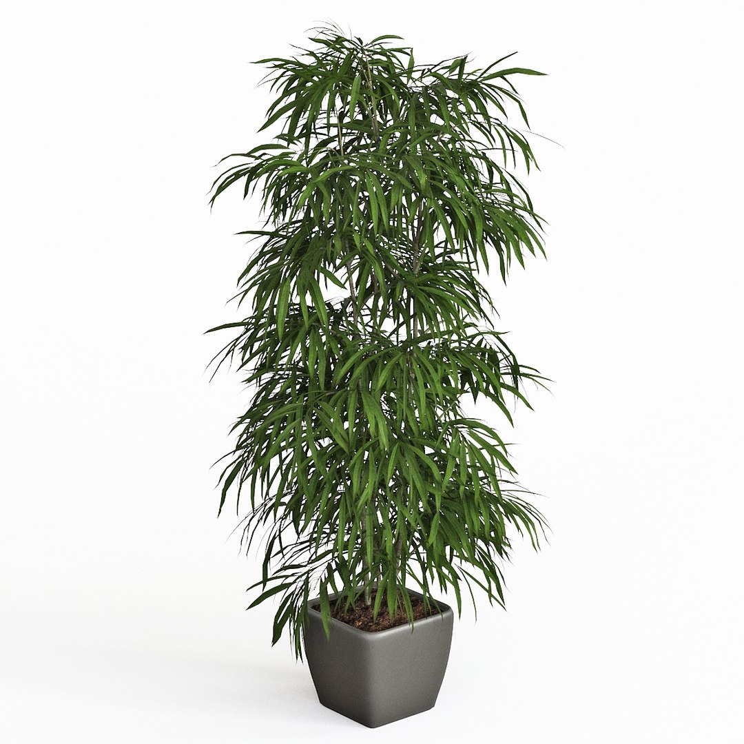 ficus alii 3D model https://p.turbosquid.com/ts-thumb/p5/QxRu2F/8b/pr_z/jpg/1614607193/1920x1080/fit_q87/223d25f19d7bccc751a9ec2392035f829edb9e38/pr_z.jpg