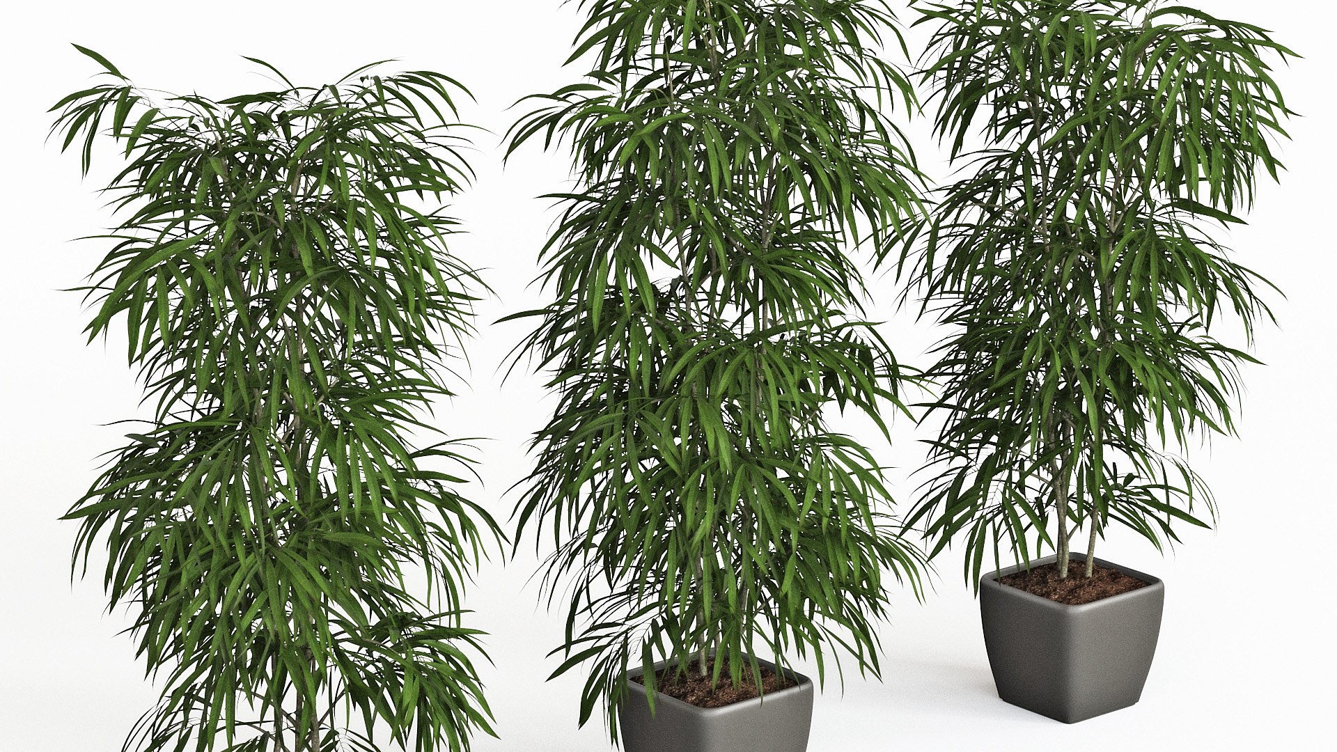 ficus alii 3D model https://p.turbosquid.com/ts-thumb/p5/QxRu2F/9p/pr_16/jpg/1614607139/1920x1080/fit_q87/4515c70a488db6c0e94c77220ccce047e3ba2aea/pr_16.jpg
