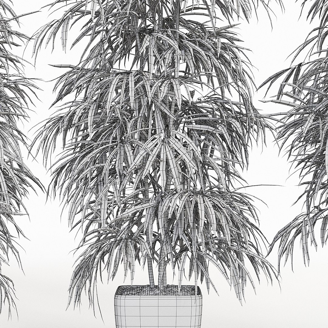ficus alii 3D model https://p.turbosquid.com/ts-thumb/p5/QxRu2F/GH/pr_06xw/jpg/1614607180/1920x1080/fit_q87/c6973cf157cc21be29e95991a9401c9142aa8234/pr_06xw.jpg