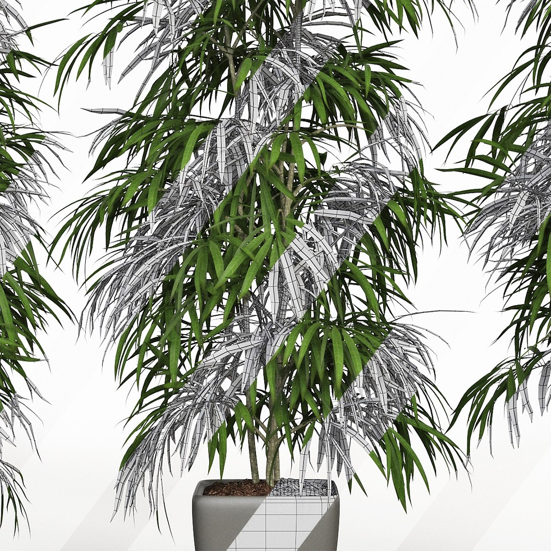 ficus alii 3D model https://p.turbosquid.com/ts-thumb/p5/QxRu2F/Gw/pr_20/jpg/1614607193/1920x1080/fit_q87/e545e9df1657b902b30f7a7f162b1927c907ef53/pr_20.jpg