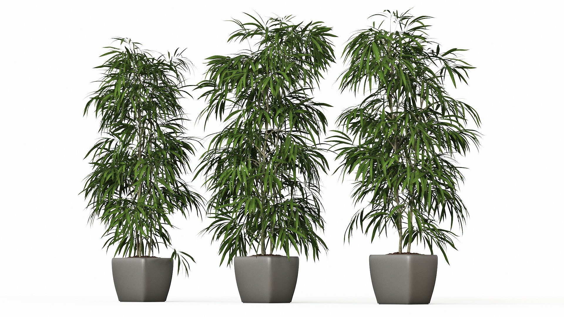 ficus alii 3D model https://p.turbosquid.com/ts-thumb/p5/QxRu2F/IO/pr_12/jpg/1614607139/1920x1080/fit_q87/4c5fb74ae2805e4edb4f1b3eff47ade3f4778e55/pr_12.jpg
