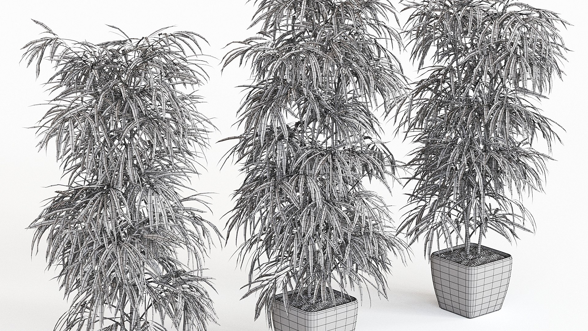 ficus alii 3D model https://p.turbosquid.com/ts-thumb/p5/QxRu2F/Li/pr_16xw/jpg/1614607140/1920x1080/fit_q87/c77dac42784e7db6e41e0756b80fa42706558eb0/pr_16xw.jpg