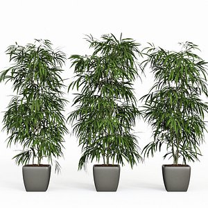 Ficus Alii 02