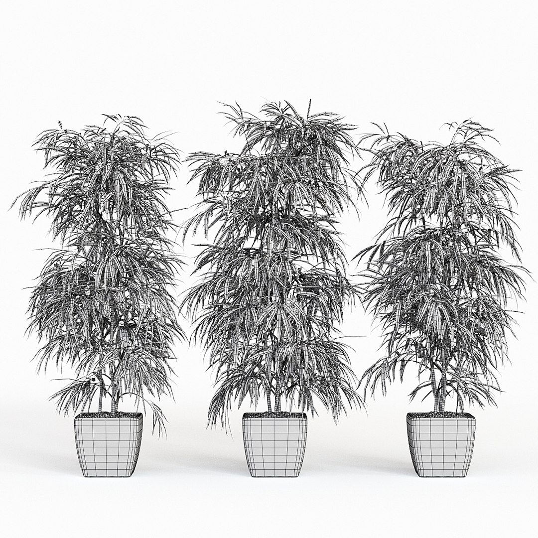 ficus alii 3D model https://p.turbosquid.com/ts-thumb/p5/QxRu2F/Q4/pr_01w/jpg/1614607179/1920x1080/fit_q87/4449983c0c4cb4186009ccaedabc042aa22b334a/pr_01w.jpg