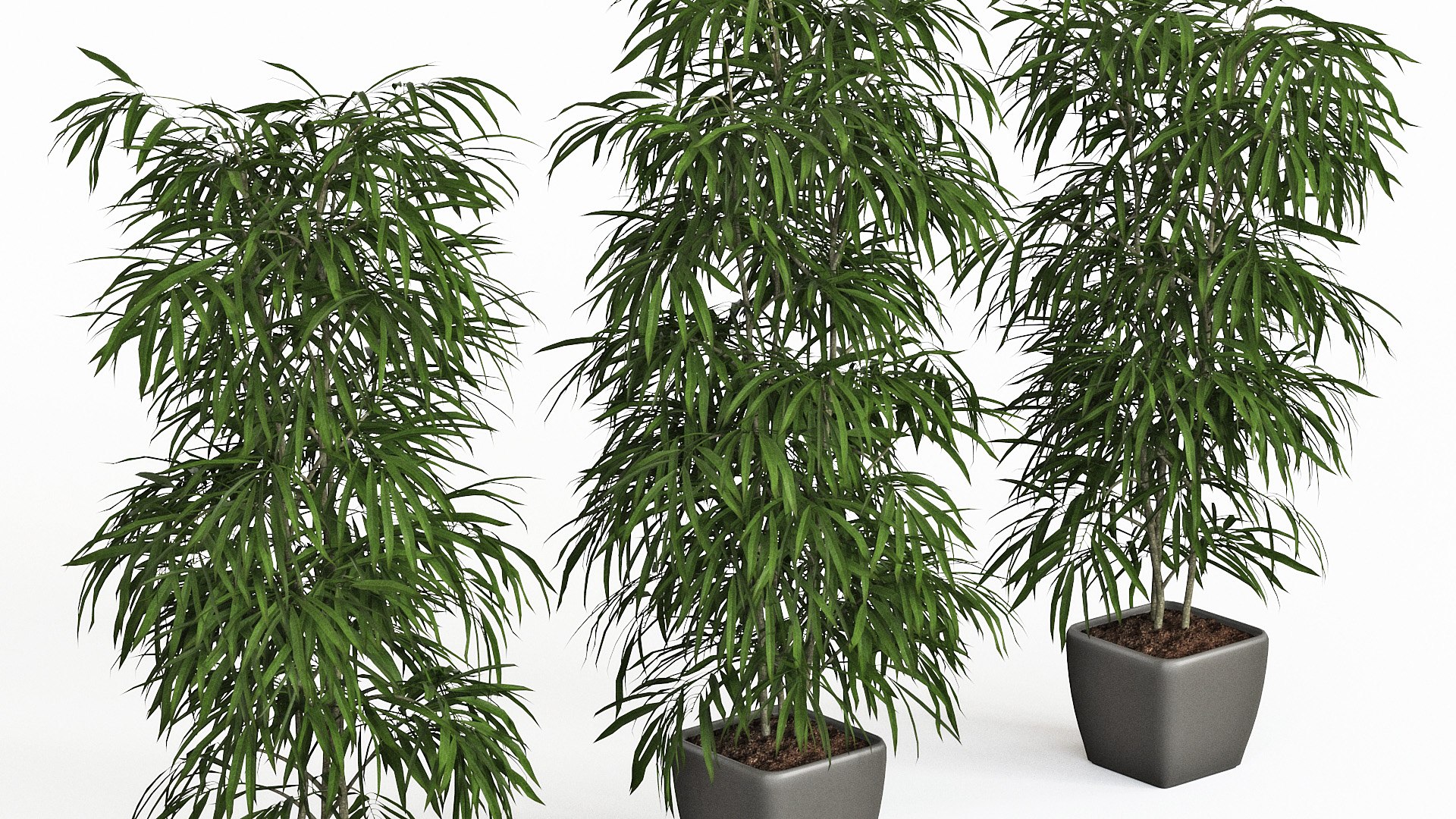 ficus alii 3D model https://p.turbosquid.com/ts-thumb/p5/QxRu2F/Vk/pr_16x/jpg/1614607139/1920x1080/fit_q87/9e2b3d751f15f29000df28d61c79a13c88fb404b/pr_16x.jpg