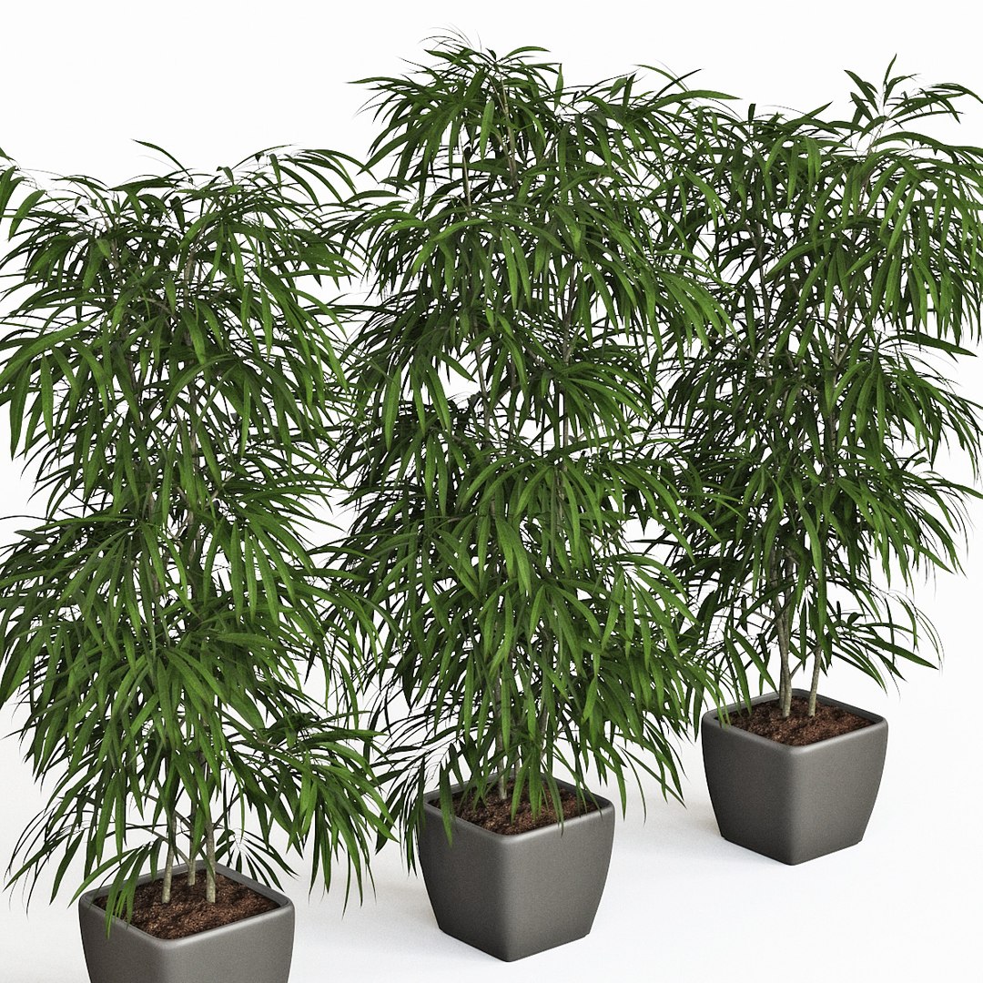 ficus alii 3D model https://p.turbosquid.com/ts-thumb/p5/QxRu2F/s1/pr_03/jpg/1614607180/1920x1080/fit_q87/9bc88b428483675c5df9fc3bb353b31008df6c6f/pr_03.jpg