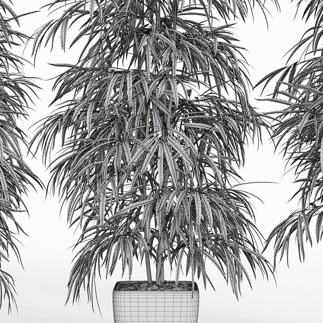 ficus alii 3D model https://p.turbosquid.com/ts-thumb/p5/QxRu2F/s1/pr_06w/jpg/1614607179/1920x1080/fit_q87/ca684edfa883900054bb27f3fa09941987c933cb/pr_06w.jpg