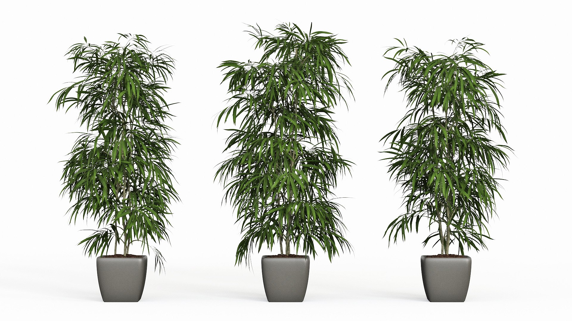 ficus alii 3D model https://p.turbosquid.com/ts-thumb/p5/QxRu2F/uK/pr_11/jpg/1614607138/1920x1080/fit_q87/e9ff73538c085bcd9a48c5f0064a3189caff3425/pr_11.jpg
