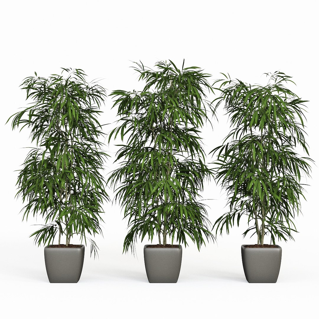 ficus alii 3D model https://p.turbosquid.com/ts-thumb/p5/QxRu2F/v3/pr_01/jpg/1614607179/1920x1080/fit_q87/048773e8982fea39ad97c93fe8ba7451b31cb464/pr_01.jpg