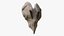Primordial Skull Shield