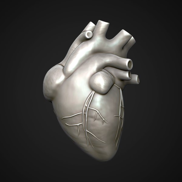 Fichier STL Modèle anatomique du cœur humain 🎒・Design imprimable
